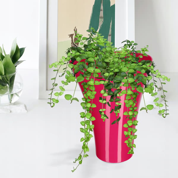KADAX Blomkrukasskydd för blommor Blomställ Plast Rosa 16,5 cm