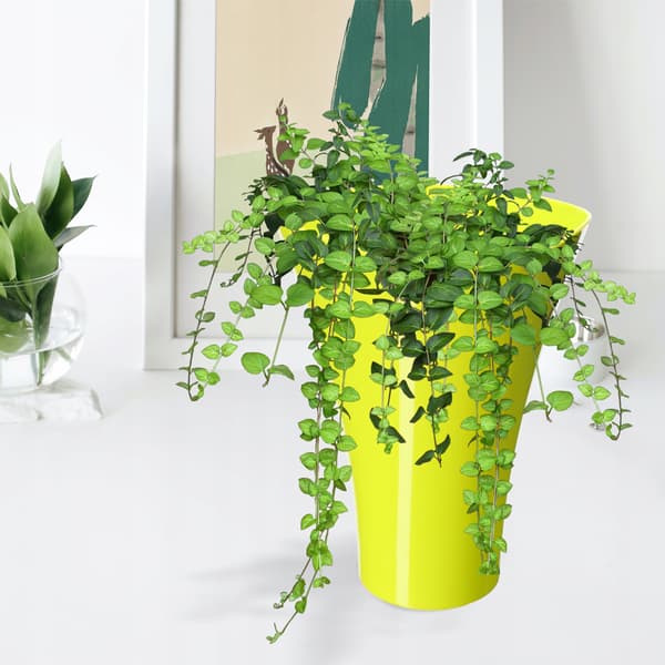 KADAX Blomkruka, Blomkruka, Växtskydd, Blomställ, Plast, Gul, 16,5 cm