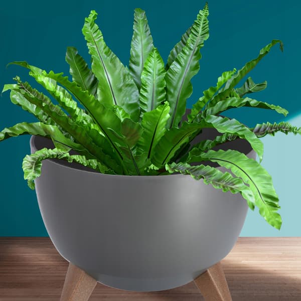 KADAX Blomkruka, Planter, Lock, Ben, Insats, Blomställning, 29 cm, Antracit, Skål, 2 st.