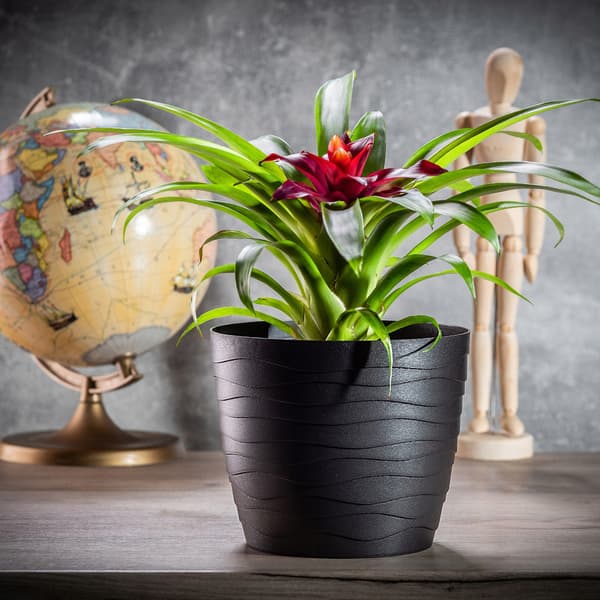 KADAX Urtepotte Plastikpotte til Blomster og Planter Sort Rund 15 cm