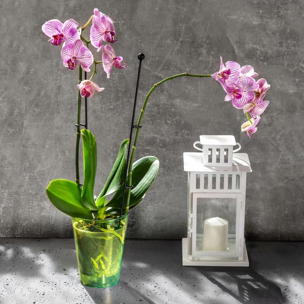 KADAX Urtepotteskjuler til Orkideer, Plastikplanter, 12 cm, Grøn, Kadax