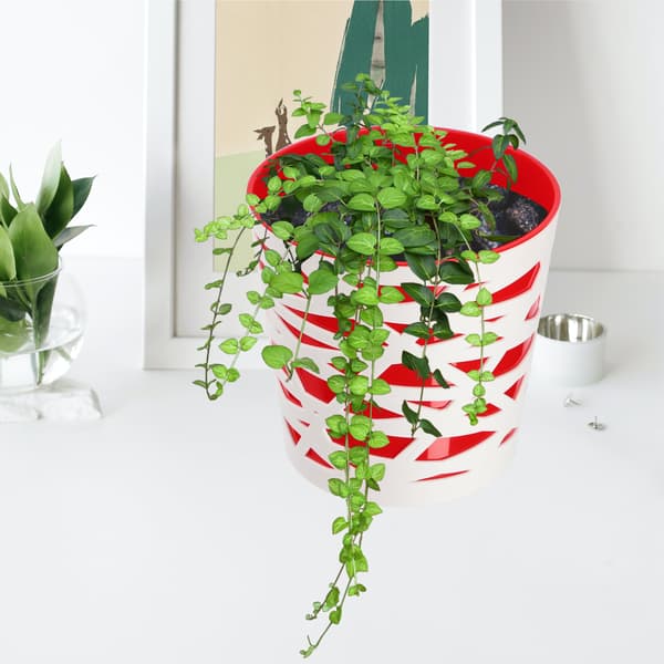 KADAX Urtepotte Plastik Lågindsats til Blomster og Planter 19 cm Rød