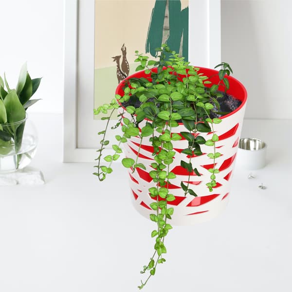 KADAX Urtepotte Plastik Lågindsats til Blomster og Planter 15 cm Rød