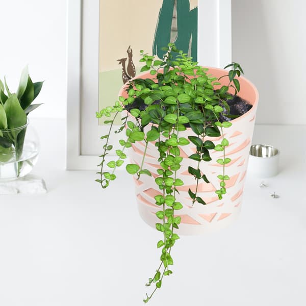KADAX Urtepotte Plastik Lågindsats til Blomster og Planter 15 cm Beige