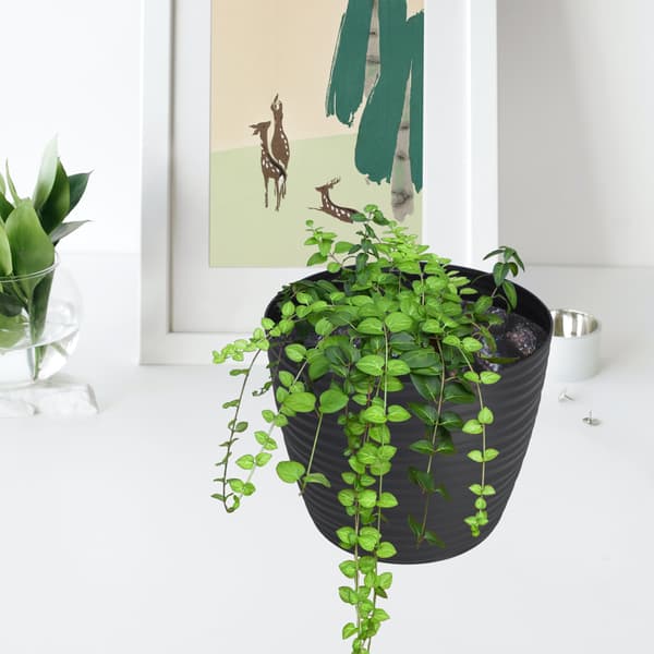 KADAX Urtepotte 13cm Rund Plastik Urtepotte Antracit
