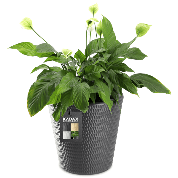 KADAX Urtepotte Plastik Rund 40 cm Antracit
