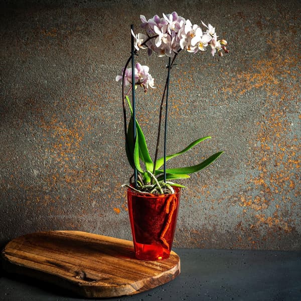 KADAX Urtepotte Orkidé Planter Plastik Urtepotte Rød Stærk 13cm