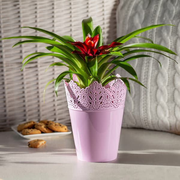 KADAX Urtepotte, Urtepotte, Låg, Høj, Plastik, 12 cm, Lyserød