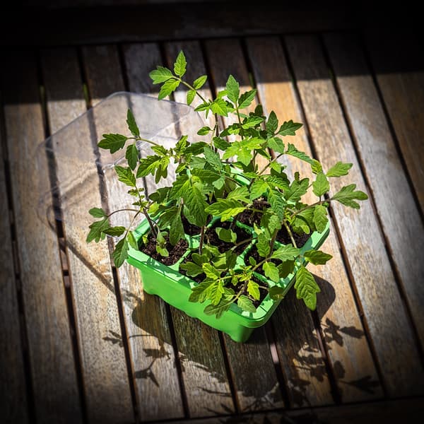 KADAX Mini drivhus Mini drivhus Drivhus 9 celler Frøplante såbakke