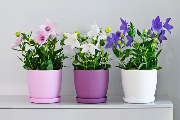 KADAX Urtepotte med Underkop Plastikpotte 30cm Låg Blomster Lilla Mat