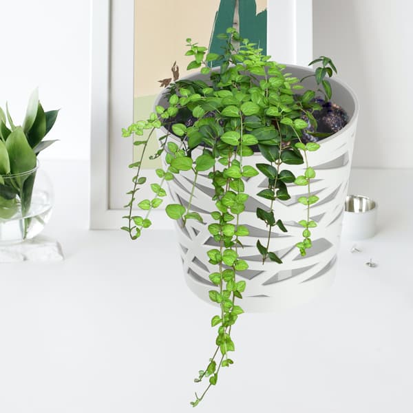 KADAX Urtepotte Plastik Lågindsats til Blomster og Planter 19 cm Grå