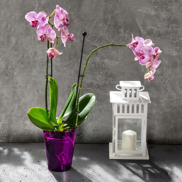 KADAX Urtepotte Orkidé Planter Plastik Blomster 12 cm Lilla