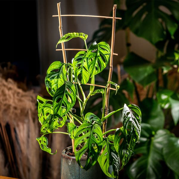 KADAX Bambus Plantestige 45 cm Til Blomster Dobbelt Støtte