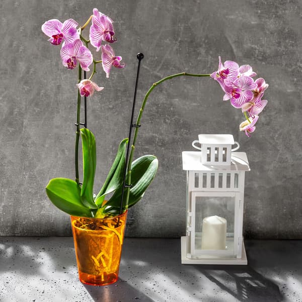 KADAX Blomkruka Orkidé Planter Plast Planter Orange 12cm