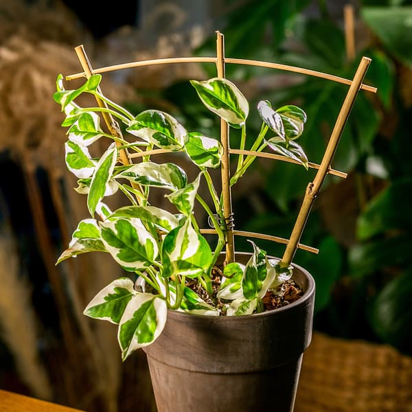 KADAX Bambu Stege Blomstöd 26 cm Pergola Strong