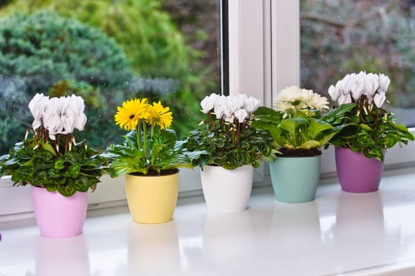 KADAX Urtepotte med Underkop Plastikpotte 30 cm Låg Blomster Pink Mat