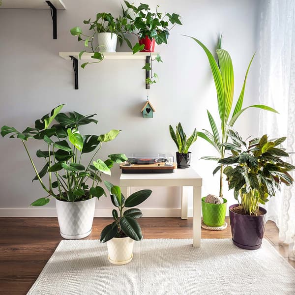 KADAX Urtepotte, Plantekasse, Låg, 30 cm, Blomsterfod, Sort Plast, 3 stk.