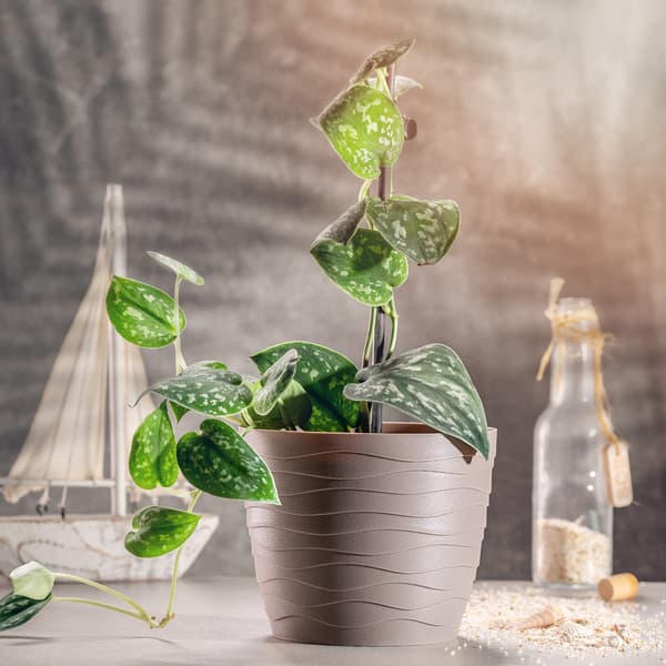 KADAX Urtepotte Plastikpotte til Blomster og Planter Beige Rund 11 cm