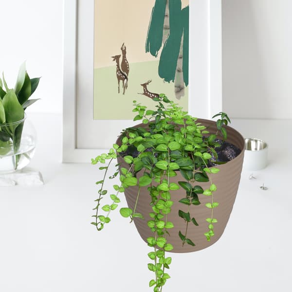 KADAX Urtepotte 17 cm Rund Plastik Urtepotte Beige