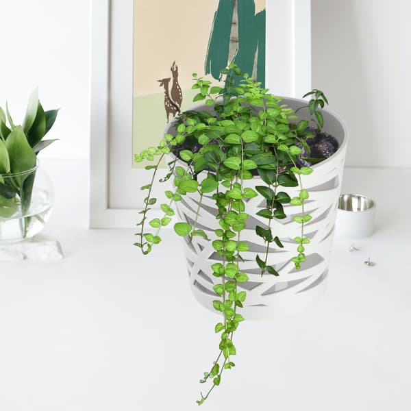 KADAX Urtepotte Plastik Lågindsats til Blomster og Planter 13 cm Grå