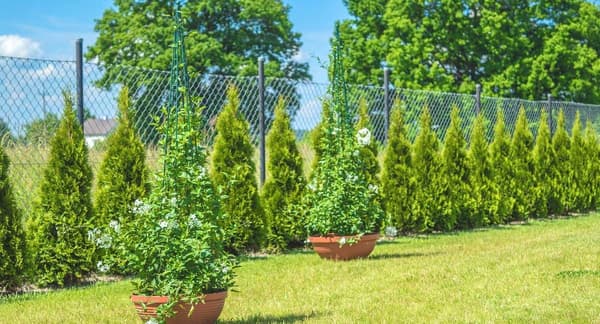 KADAX Støtte til Rosenplanter, Metal Blomsterklem, 150 cm