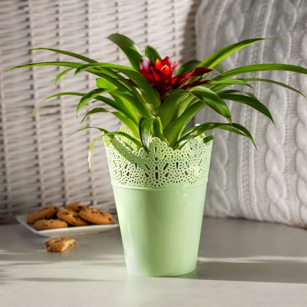 KADAX Urtepotte, Urtepotte, Høj Blomsterfod, Blank, 14,5 cm, Grøn