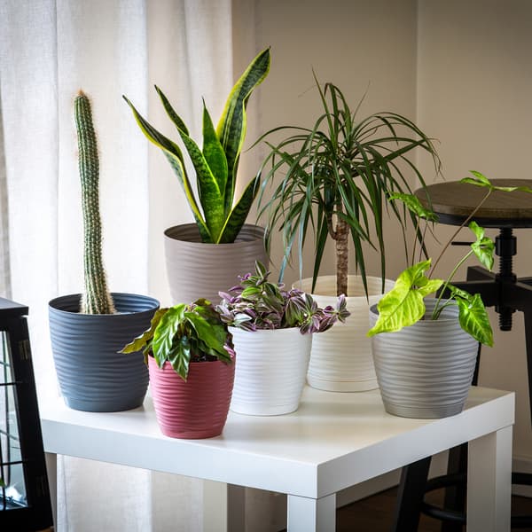 KADAX Urtepotte 13cm Rund Plastik Urtepotte Antracit