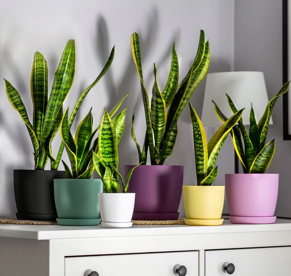 KADAX Urtepotte med Underkop Plastikpotte 20 cm Låg Blomster Mat Hvid