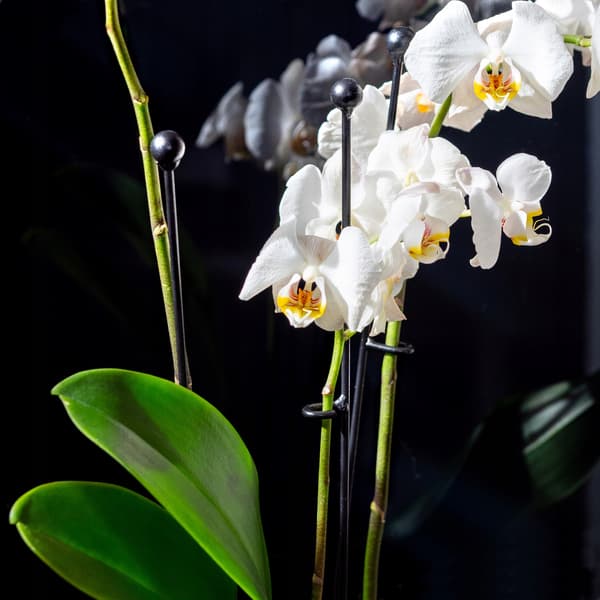 KADAX Orkidéstöd Blomväxtstödsfäste 46,5 cm 10x