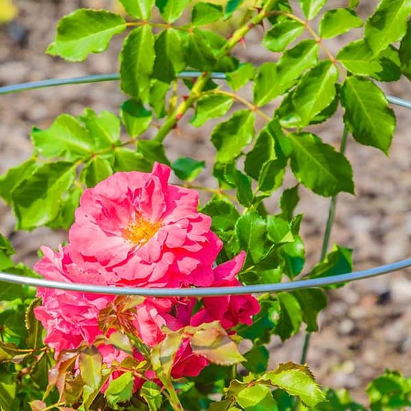 KADAX Blomstöd 60 cm Trädgårdsring Stålstöd 3 st