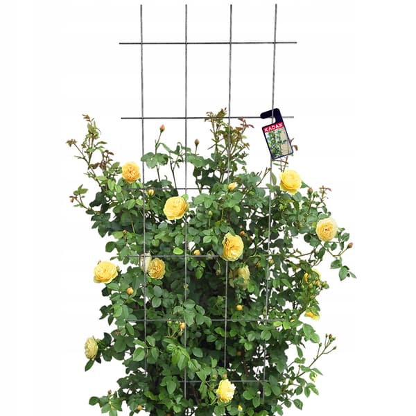 KADAX Havepergola Metalstøtte til Planter Roser Blomster Espalier 60x150cm