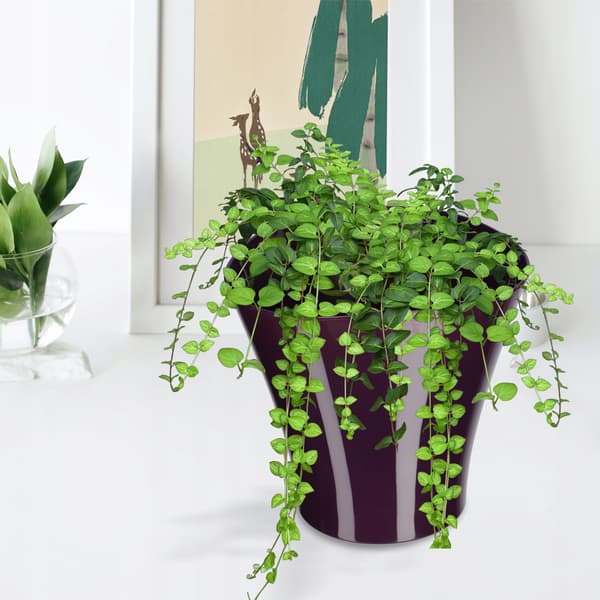 KADAX Urtepotte Blomsterpottedæksel Plastik Lilla 16cm