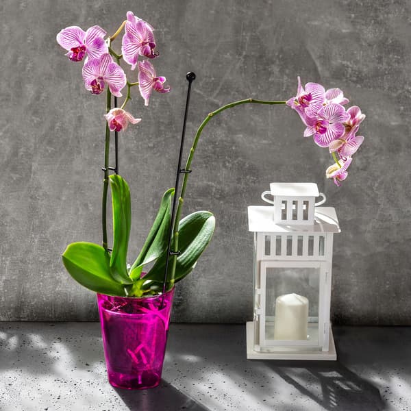 KADAX Urtepotte Orkidé Planter Plastik Urtepotte Pink 12 cm