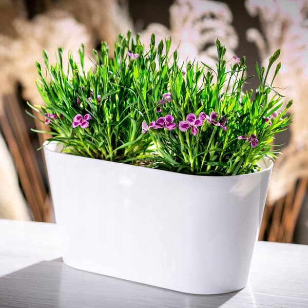KADAX Urtepotte, Urtepotte, Plastlåg, 27 cm, Blomsterfod, Balkon, Hvid