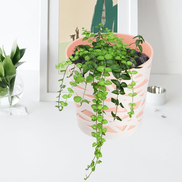 KADAX Urtepotte Plastikindsats til Blomster og Planter 19 cm Beige