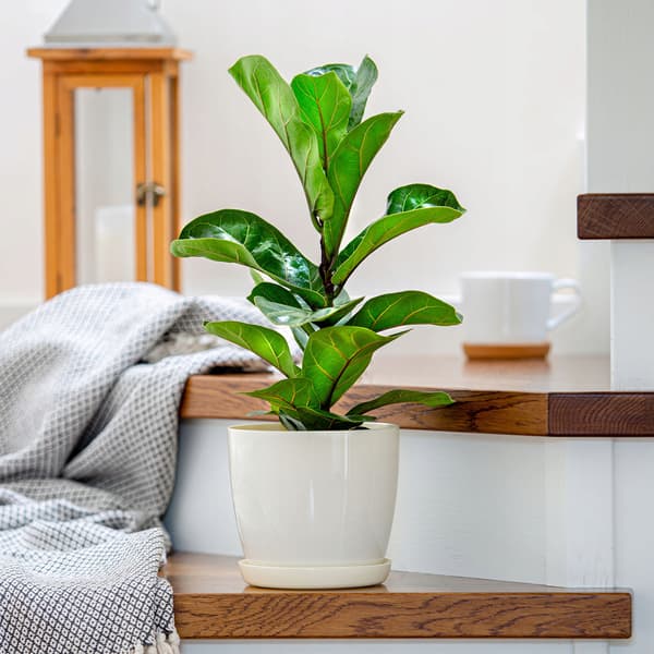 KADAX Urtepotte, Urtepottedæksel, 23 cm, Blomsterfod, Cremefarvet Plast, 3 stk.