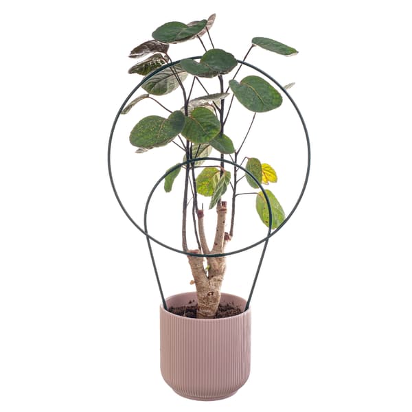 KADAX Stöd för växter och blommor Metallstege, set om 3