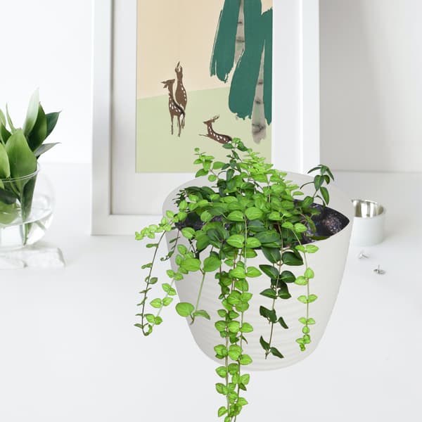 KADAX Urtepotte 15 cm Rund Plastik Urtepotte Hvid