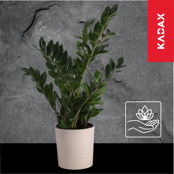 KADAX Urtepotte, Urtepotte, Blomsterfod, 30 cm, til Stuen, Beige + Indsats
