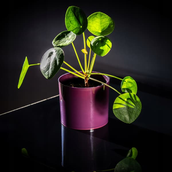 KADAX Blomkruka Rund Växtkruka Plast 13,5 cm Lila