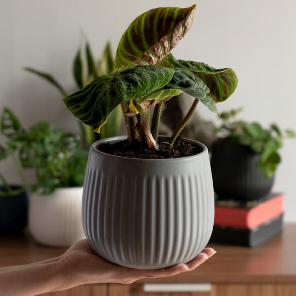 KADAX Keramik Urtepotte, Urtepotte, Rund, 14 cm, Grå