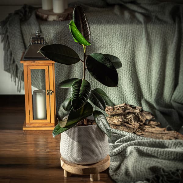 KADAX Blomkruka med blomställning 13 cm korklock beige