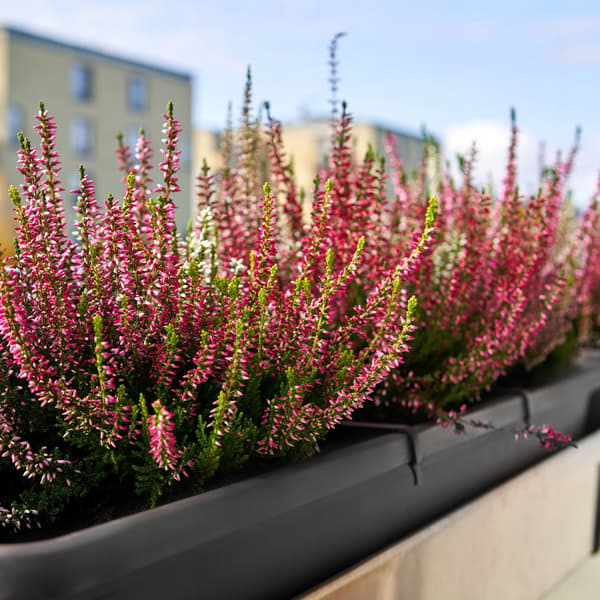 KADAX Balkonkasse 60 cm Urtepotte Urtepottestativ Håndtag Balkon
