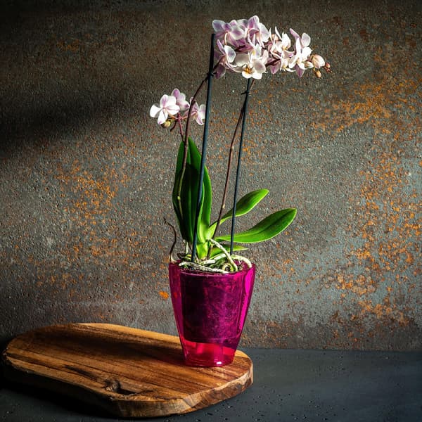KADAX Urtepotte Orkidé Planter Plastik Urtepotte Lyserød Massiv 13cm