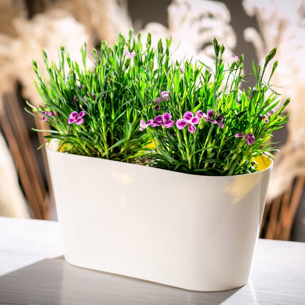 KADAX Urtepotte, Urtepotte, Plastlåg, 27 cm, Blomsterfod, Balkon, Creme