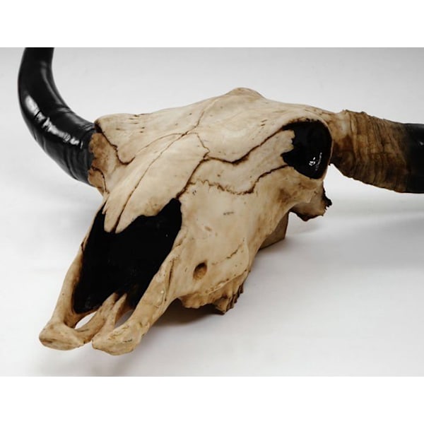 Tête av tjur väggdekoration 45cm trofé longhorn i polyresin inomhus/utomhus naturlig 04_0002848 Guld