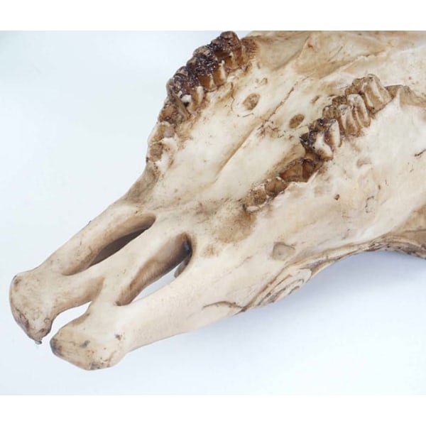 Trofé av långhorns tjurhuvud dekorativt skalle 65cm trofé inomhus utomhus väggdekoration 04_0002851 Guld