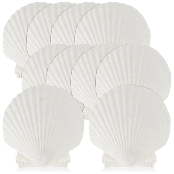 15 stk. Naturlige Havskaller Store Hvide, 10-12 cm Kammuslinger til DIY Håndværk, Madservering, Bagning{hh]