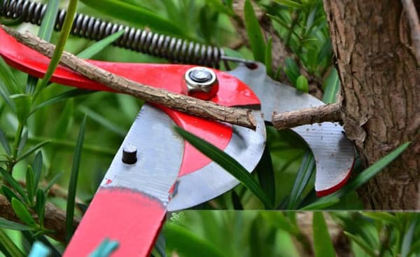 Telescopic Fruit Picker Telescopic Garden Shears Telescopic Branch Cutter Pole Pruner Telescopic Pruning Saw Secateurs
