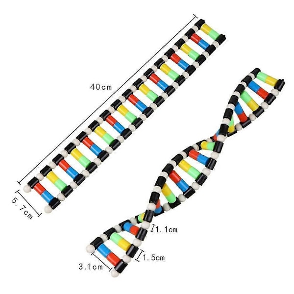 ibasenice Legetøj til Børn Børnelegetøj Børnelegetøj DNA Model Kit til Børn, DNA Model Dobbelt Helix Model DNA Dis